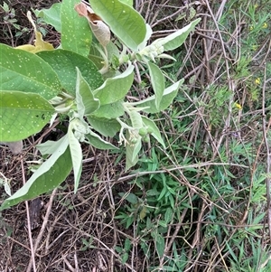 Solanum mauritianum at Kangaroo Valley, NSW - 3 Nov 2024