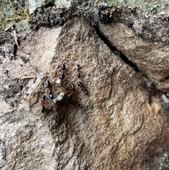 Camponotus sp. (genus) (A sugar ant) at Kangaroo Valley, NSW - 3 Nov 2024 by pcooperuow