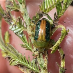 Calomela parilis (Leaf beetle) at Weetangera, ACT - 25 Oct 2024 by AlisonMilton