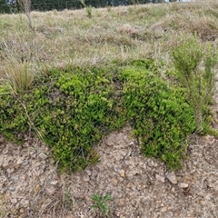Acrotriche serrulata (Ground-berry) at Bungonia, NSW - 3 Nov 2024 by trevorpreston