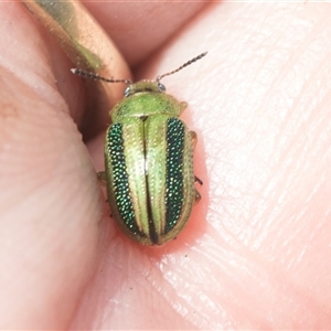 Calomela vittata at Macgregor, ACT - 24 Oct 2024 12:31 PM