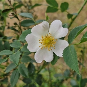 Rosa rubiginosa at Bungonia, NSW - 3 Nov 2024