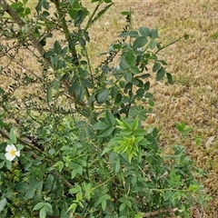 Rosa rubiginosa at Bungonia, NSW - 3 Nov 2024