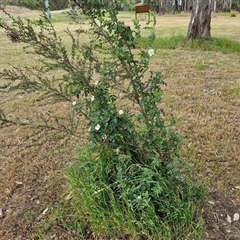 Rosa rubiginosa at Bungonia, NSW - 3 Nov 2024