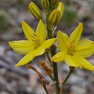 Bulbine bulbosa at Bungonia, NSW - 3 Nov 2024