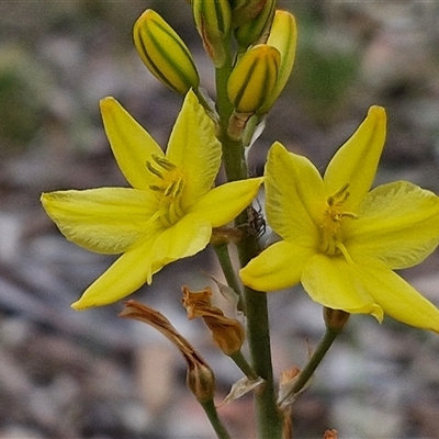 Bulbine bulbosa (Golden Lily, Bulbine Lily) at Bungonia, NSW - 3 Nov 2024 by trevorpreston