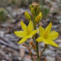 Bulbine bulbosa at Bungonia, NSW - 3 Nov 2024