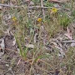 Bulbine bulbosa at Bungonia, NSW - 3 Nov 2024