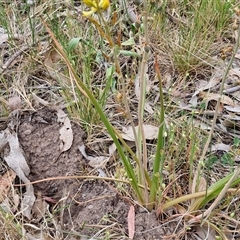 Bulbine bulbosa at Bungonia, NSW - 3 Nov 2024