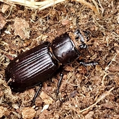 Passalidae (family) (Passalid or Bess Beetle) at Bungonia, NSW - 3 Nov 2024 by trevorpreston