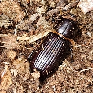 Passalidae (family) at Bungonia, NSW - 3 Nov 2024