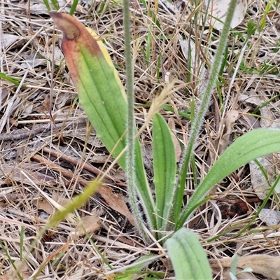 Plantago varia (Native Plaintain) at Bungonia, NSW - 3 Nov 2024 by trevorpreston