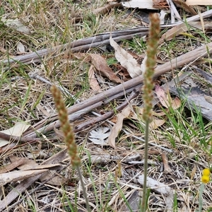 Plantago varia at Bungonia, NSW - 3 Nov 2024