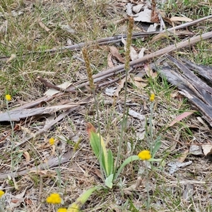 Plantago varia at Bungonia, NSW - 3 Nov 2024 11:37 AM