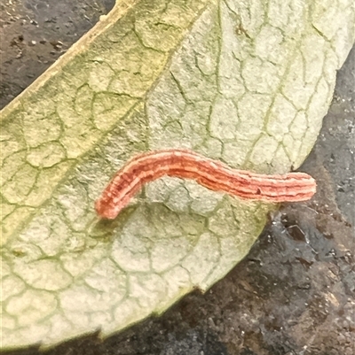 Lepidoptera unclassified IMMATURE (caterpillar or pupa or cocoon) at Macquarie, ACT - 29 Oct 2024 by MikiDee