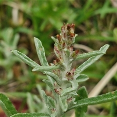 Gamochaeta calviceps (Narrowleaf Purple Everlasting) at Bungonia, NSW - 3 Nov 2024 by trevorpreston