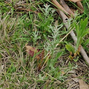 Gamochaeta calviceps at Bungonia, NSW - 3 Nov 2024 11:36 AM