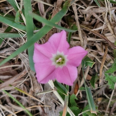 Convolvulus angustissimus subsp. angustissimus (Australian Bindweed) at Bungonia, NSW - 3 Nov 2024 by trevorpreston