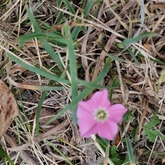 Convolvulus angustissimus subsp. angustissimus at Bungonia, NSW - 3 Nov 2024 11:34 AM