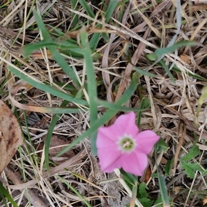 Convolvulus angustissimus subsp. angustissimus at Bungonia, NSW - 3 Nov 2024