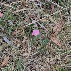 Convolvulus angustissimus subsp. angustissimus at Bungonia, NSW - 3 Nov 2024