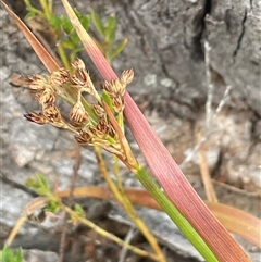 Juncus planifolius (broad-leaved rush) at Bendoura, NSW - 31 Oct 2024 by JaneR