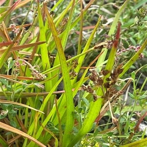 Juncus planifolius at Bendoura, NSW - 31 Oct 2024 11:55 AM