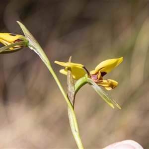 Diuris sulphurea at Kambah, ACT - 30 Oct 2024