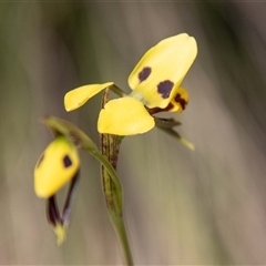 Diuris sulphurea at Kambah, ACT - 30 Oct 2024