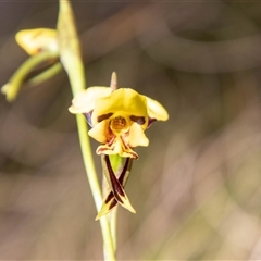 Diuris sulphurea at Kambah, ACT - 30 Oct 2024