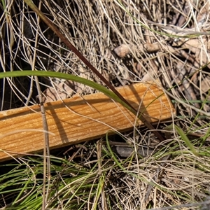 Diuris sulphurea at Kambah, ACT - 30 Oct 2024