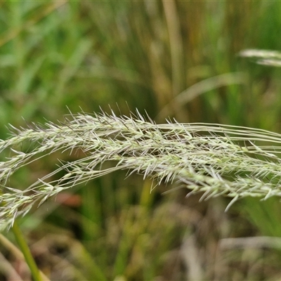 Lachnagrostis filiformis (Blown Grass) at Bungonia, NSW - 3 Nov 2024 by trevorpreston