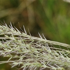 Lachnagrostis filiformis at Bungonia, NSW - 3 Nov 2024