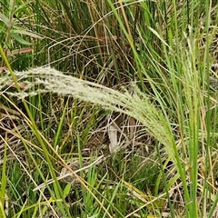 Lachnagrostis filiformis at Bungonia, NSW - 3 Nov 2024