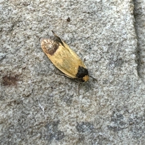 Coesyra cyclotoma at Aranda, ACT - 3 Nov 2024