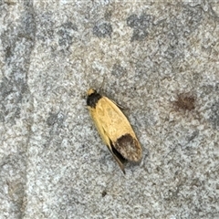 Coesyra cyclotoma at Aranda, ACT - 3 Nov 2024 04:02 PM