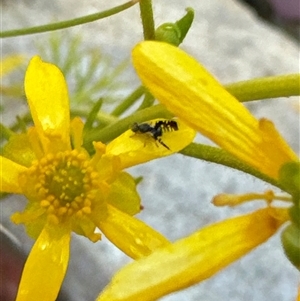 Spathulina acroleuca at Aranda, ACT - 3 Nov 2024