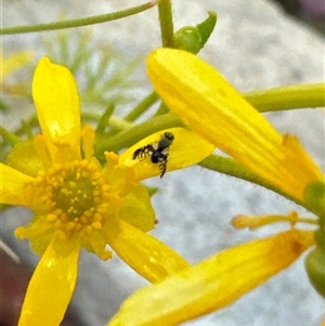 Spathulina acroleuca at Aranda, ACT - 3 Nov 2024