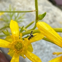 Spathulina acroleuca at Aranda, ACT - 3 Nov 2024