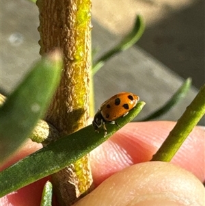 Hippodamia variegata at Aranda, ACT - 3 Nov 2024