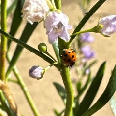 Hippodamia variegata at Aranda, ACT - 3 Nov 2024