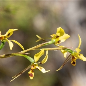 Diuris sulphurea at Kambah, ACT - 30 Oct 2024