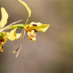 Diuris sulphurea at Kambah, ACT - suppressed