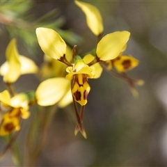 Diuris sulphurea at Kambah, ACT - suppressed