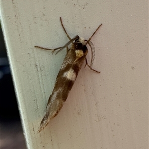 Anestia semiochrea at Aranda, ACT - 3 Nov 2024