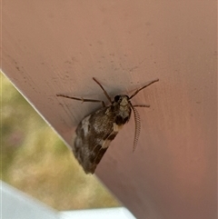 Anestia semiochrea at Aranda, ACT - 3 Nov 2024