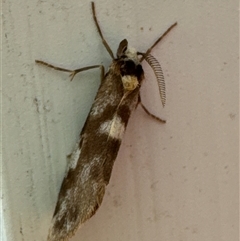 Anestia semiochrea at Aranda, ACT - 3 Nov 2024