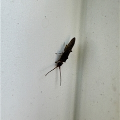Unverified Insect at Aranda, ACT - 3 Nov 2024 by Jubeyjubes
