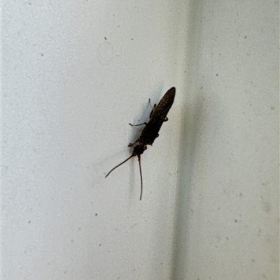 Unverified Insect at Aranda, ACT - 3 Nov 2024 by Jubeyjubes