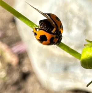 Coccinella transversalis at Aranda, ACT - 3 Nov 2024